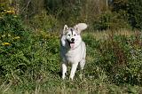 SIBERIAN HUSKY 856